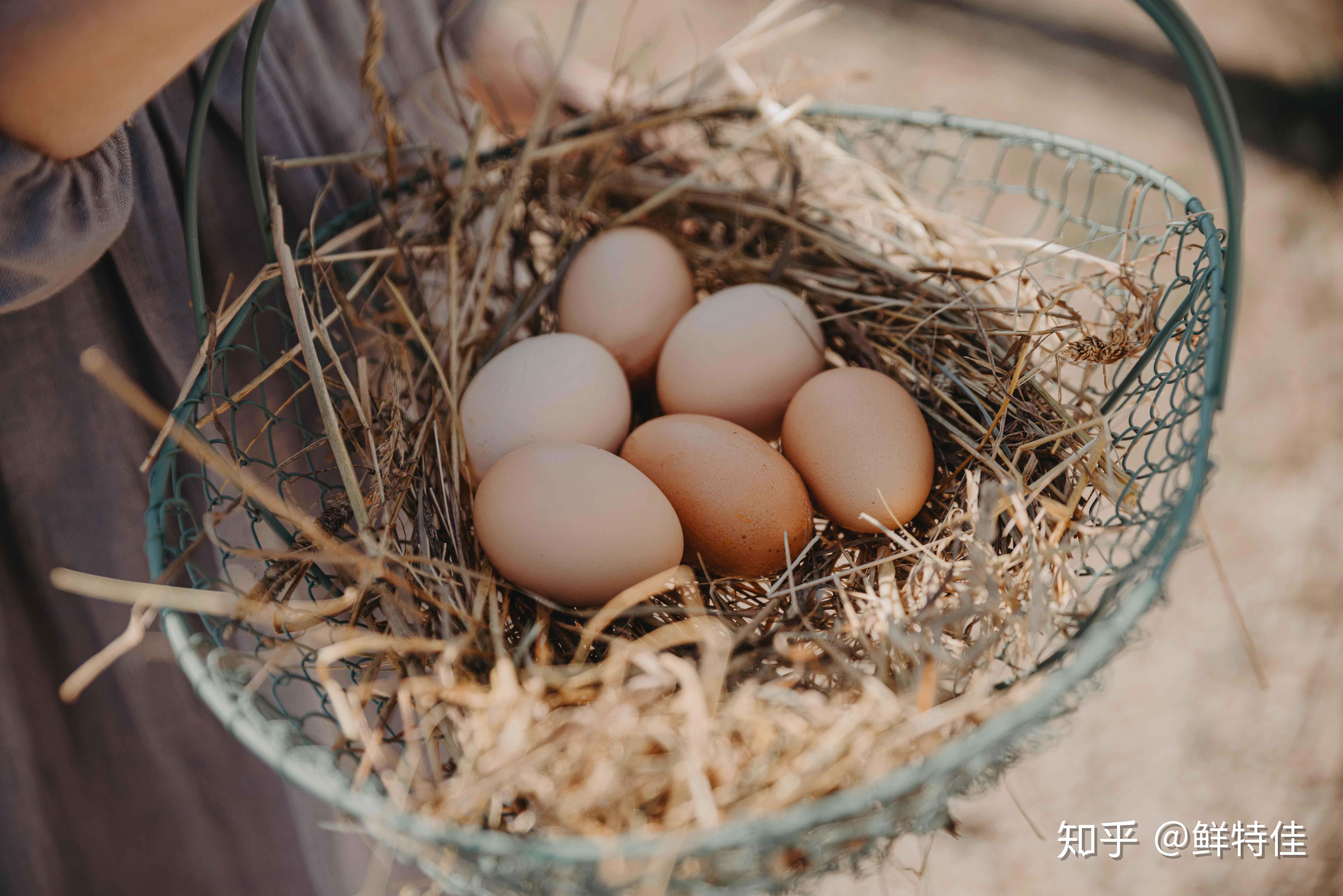 原粮散养野鸡蛋 15/盒 - 散养特种养殖 - 原味生活