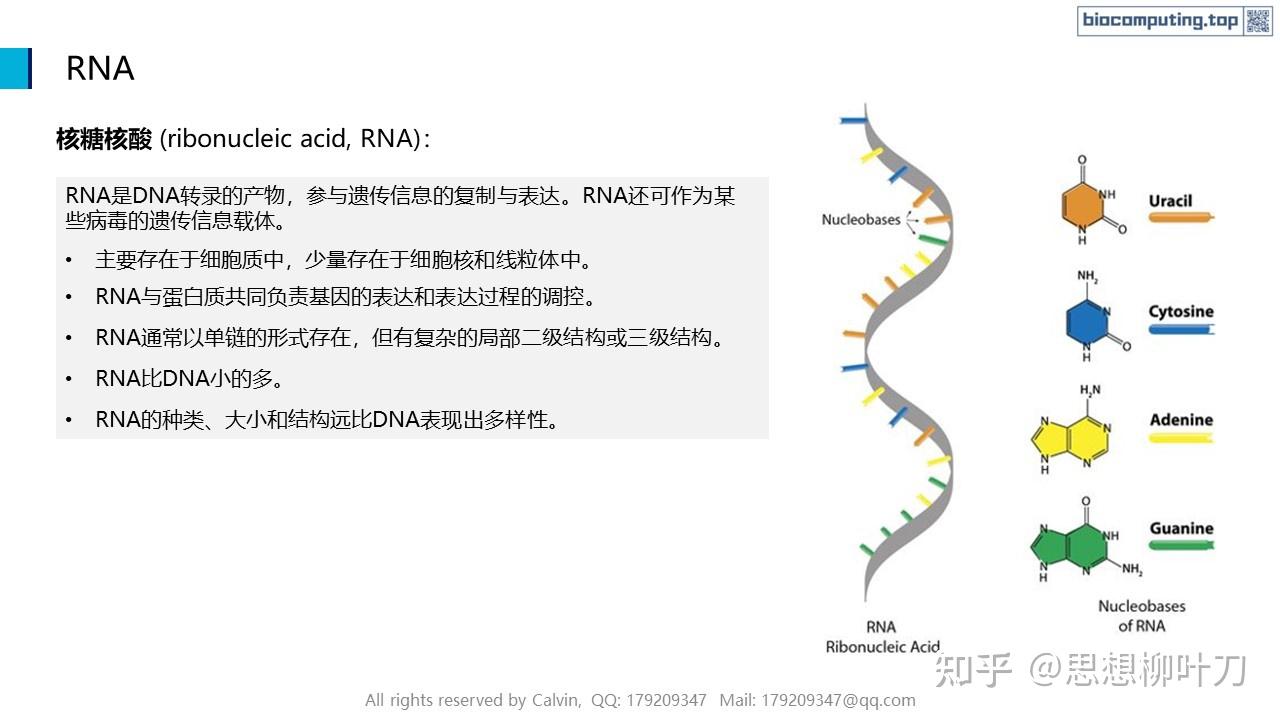 AI+生物计算基础 - 4. RNA的结构与功能 - 知乎
