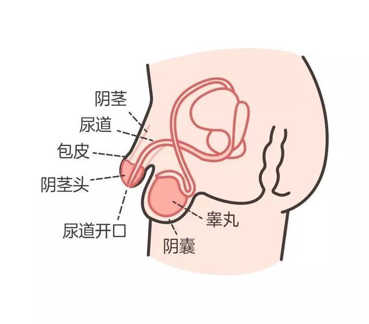 阴囊空虚不一定是隐睾症,检查后发现是回缩性睾丸!