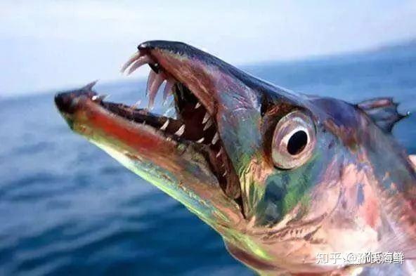 【孙氏海鲜】海鲜食用指南：日料刺身都有哪些鱼？（上） - 知乎