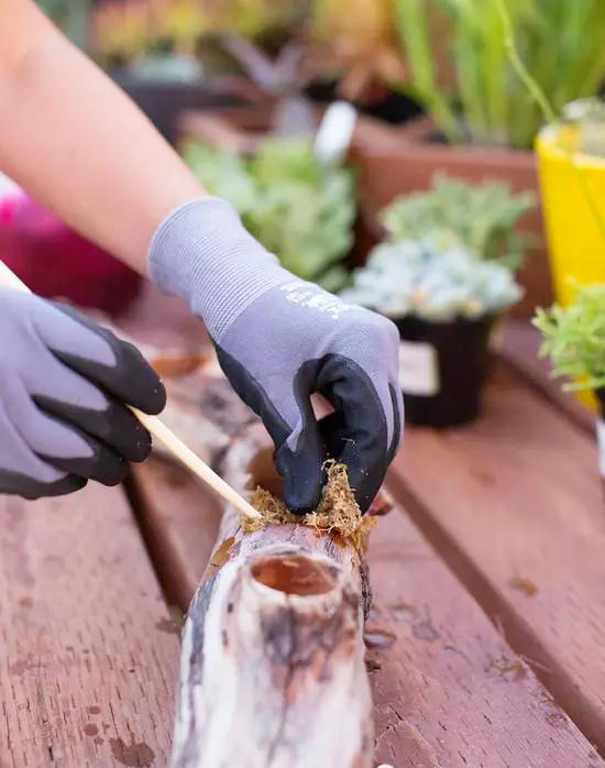 当木头遇到多肉 一次完美的邂逅 知乎 当木头遇到多肉 一次完美的邂逅 知乎