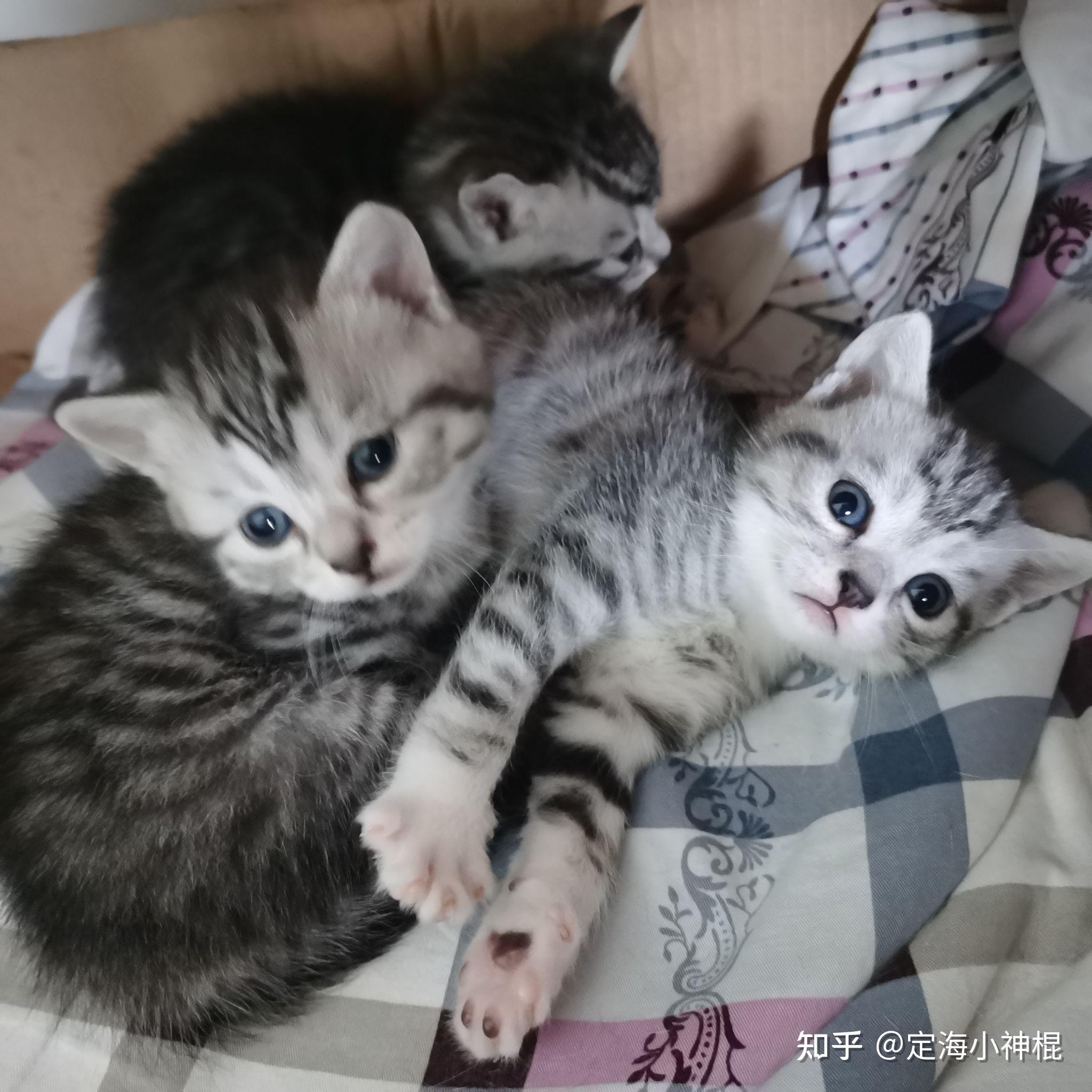 银渐层和狸花猫配出来是个什么样子? - 知乎