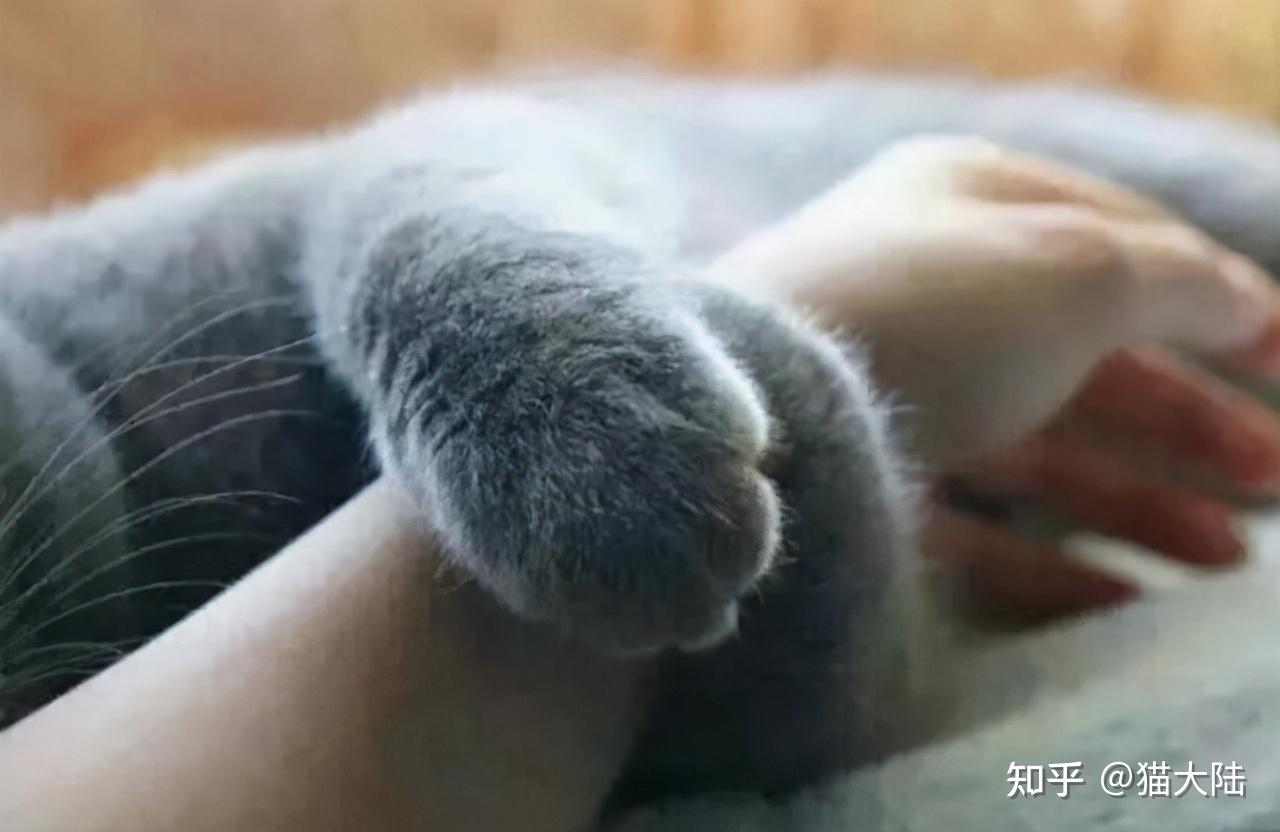 什么是主人意识 v2-0dee840b57256ce340d36844364f056c_r.jpg