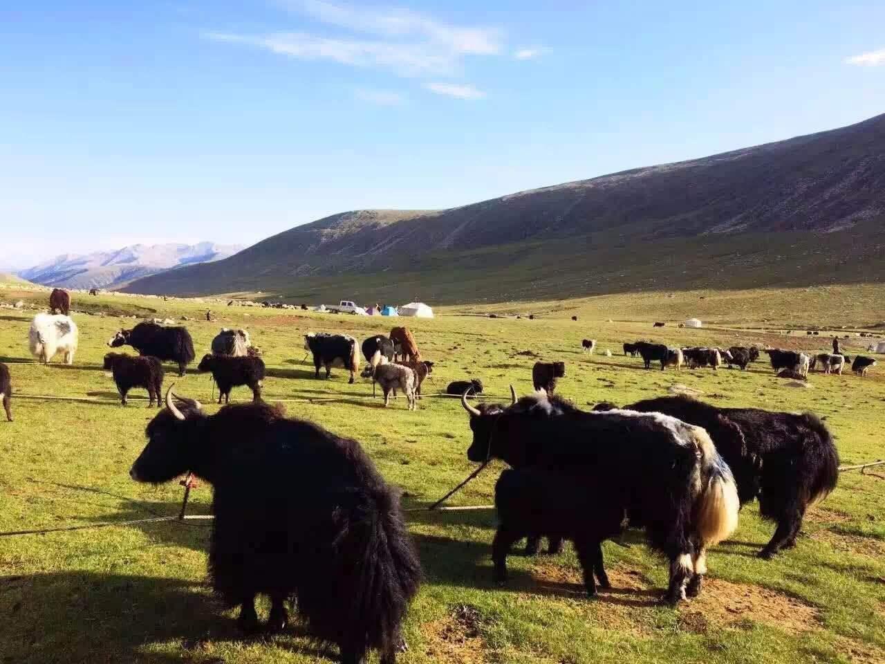 中国牦牛之都亮相极净生态哺育高原正能量