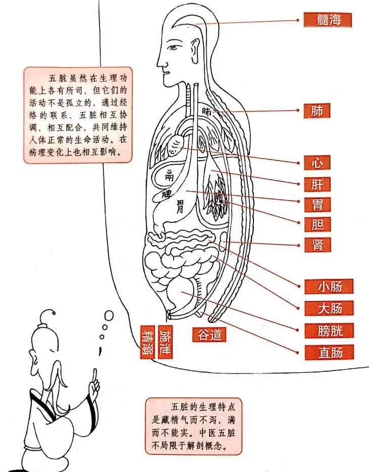 五脏六腑的分布和互相的关系 - 知乎