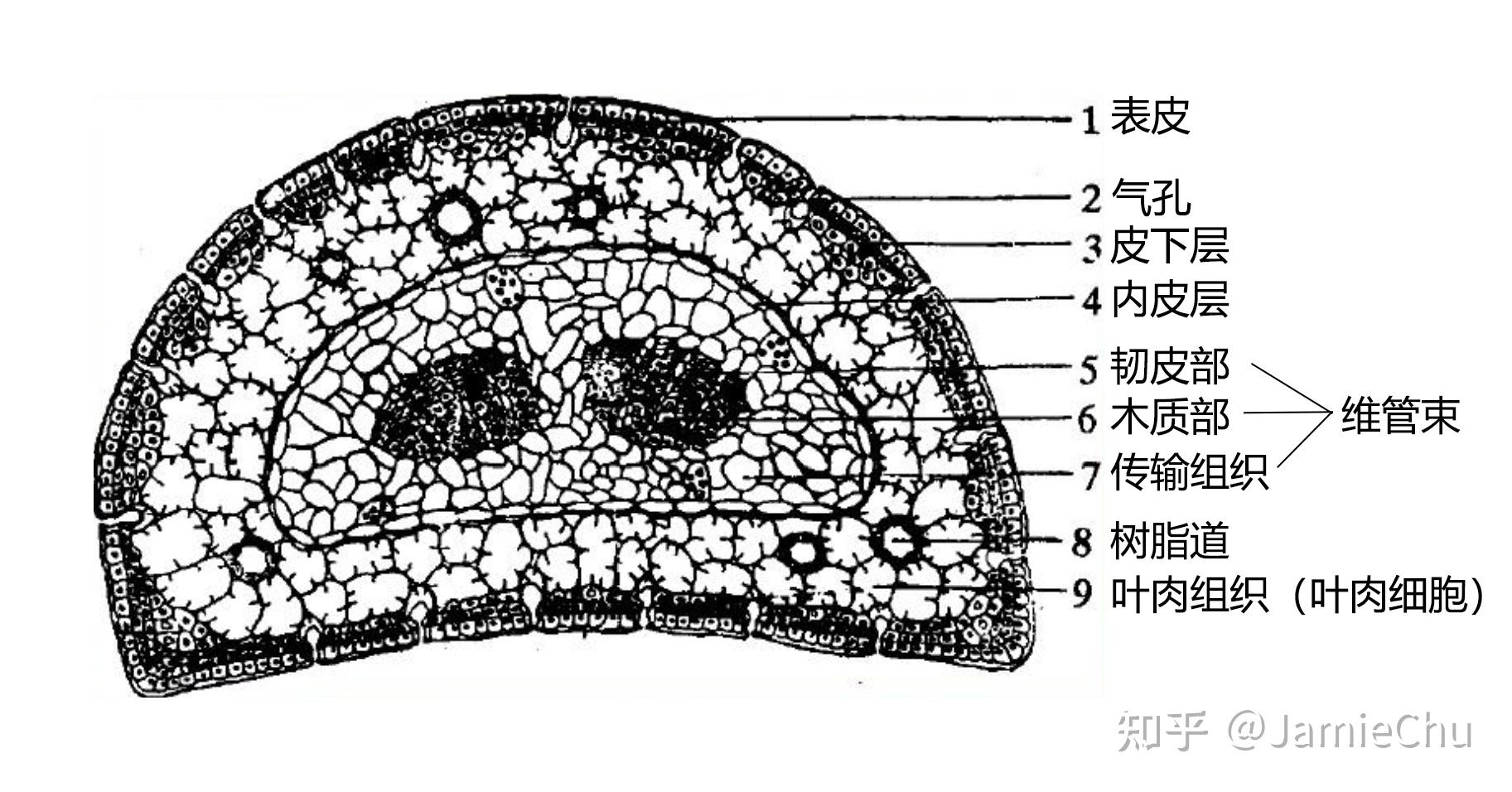 叶片横切面结构示意图图片