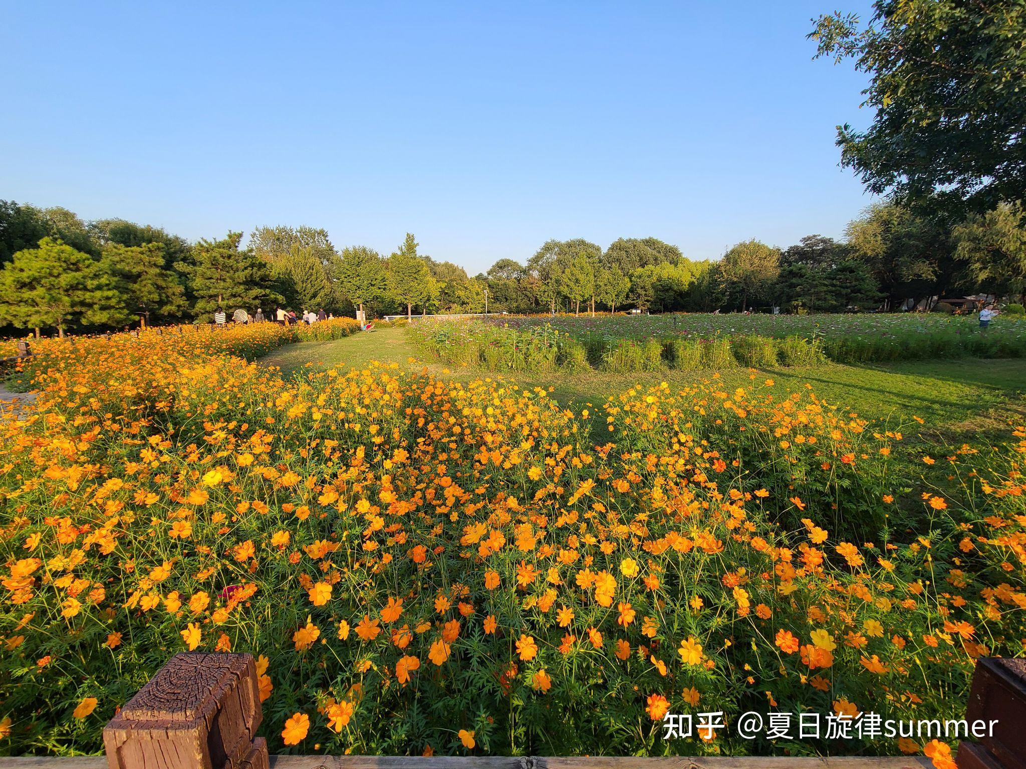 奥林匹克森林公园中的波斯菊花海