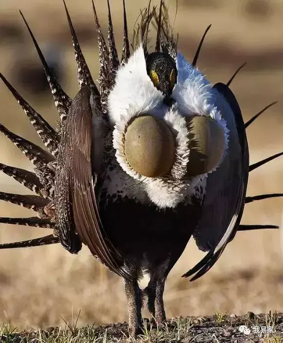 v2-0e07f1af03d18f1ad1c062a36a919634_r.jpg