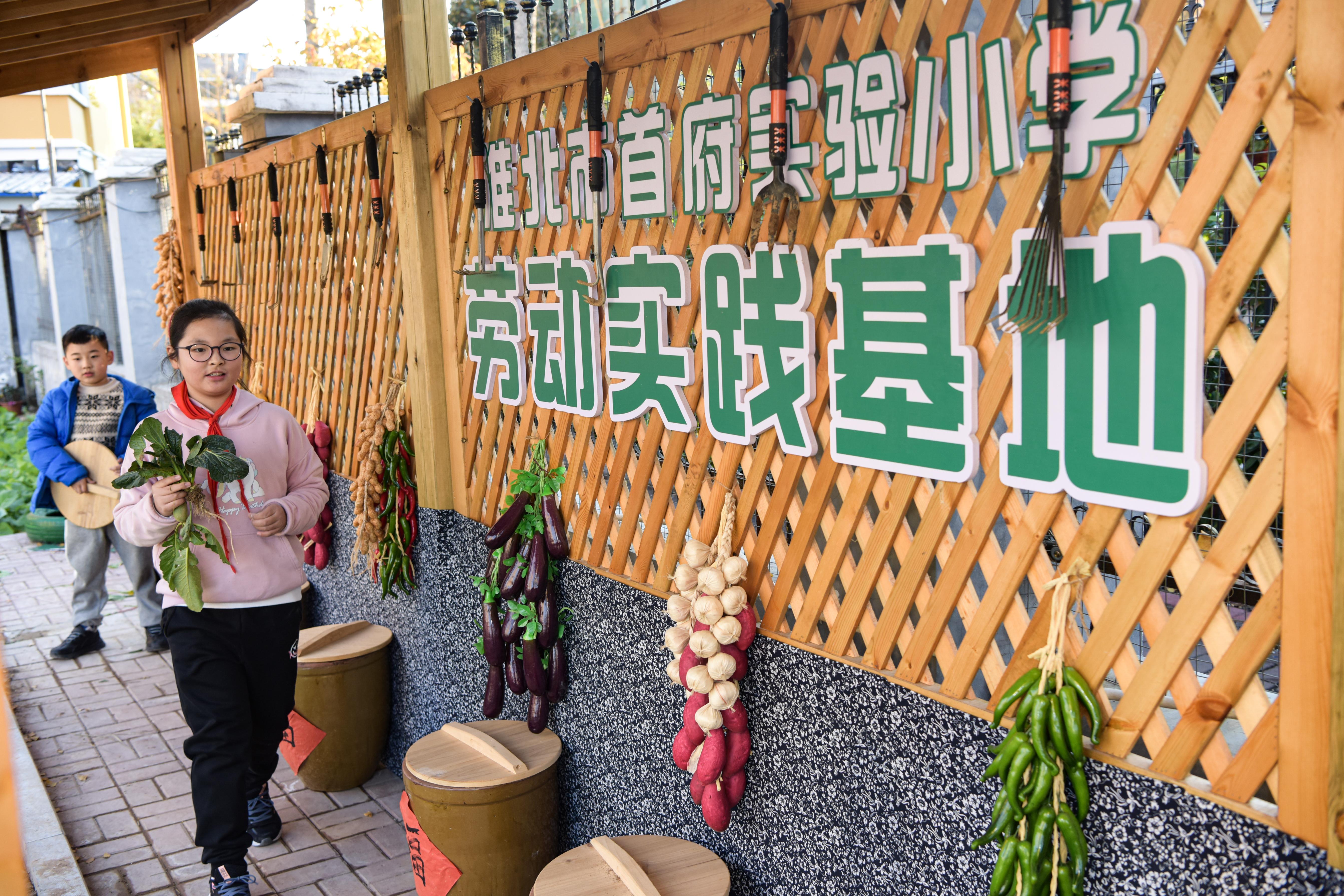 安徽省淮北市首府实验小学劳动实践基地喜获丰收