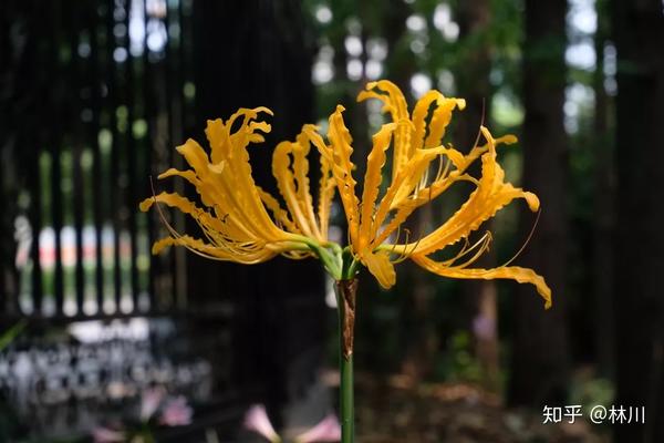 石蒜 对彼岸花的重新审视 知乎