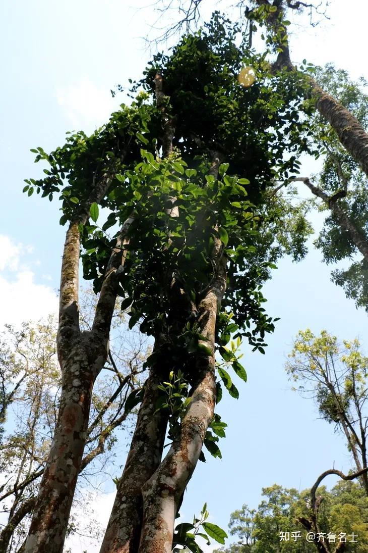 以及大面积的野生型,过渡型,栽培型的古树茶,除名气外不输任何名山茶