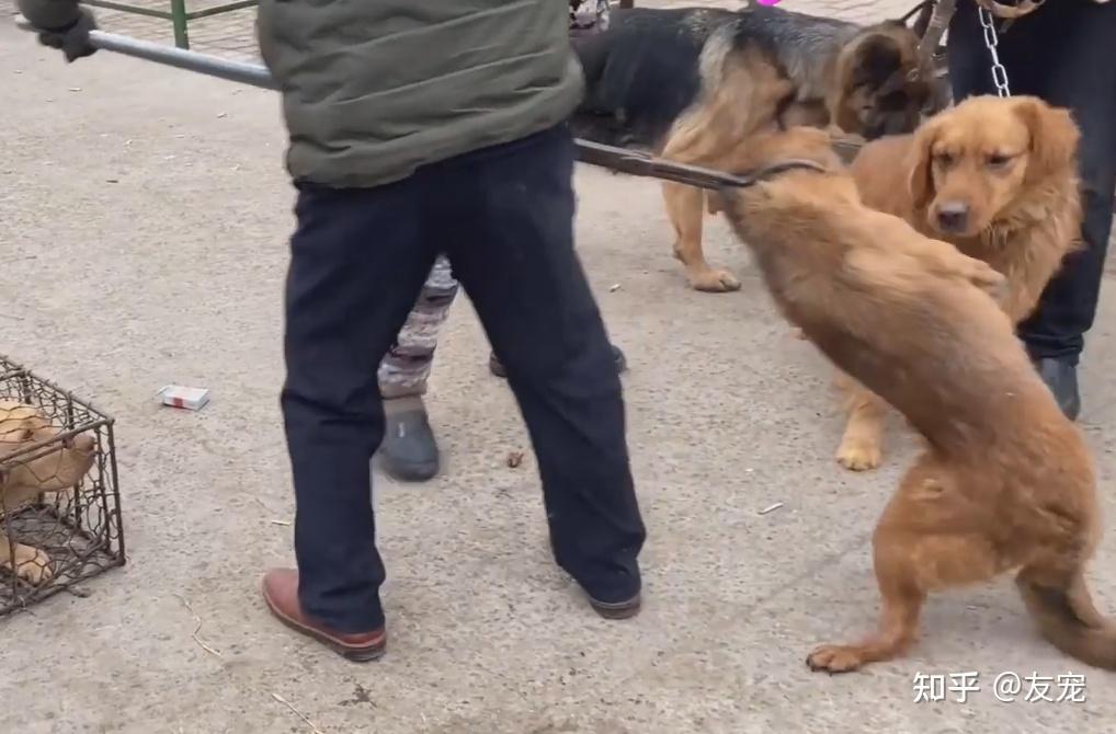 安徽金毛犬讨好主人希望别卖它见同类被抓到狗肉车直发抖