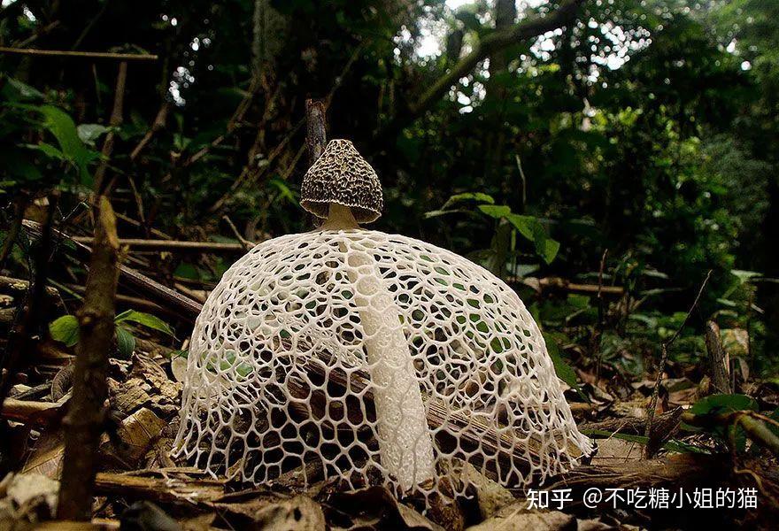 100种千奇百怪的菌类植物,森林中最隆重的色彩! - 知乎