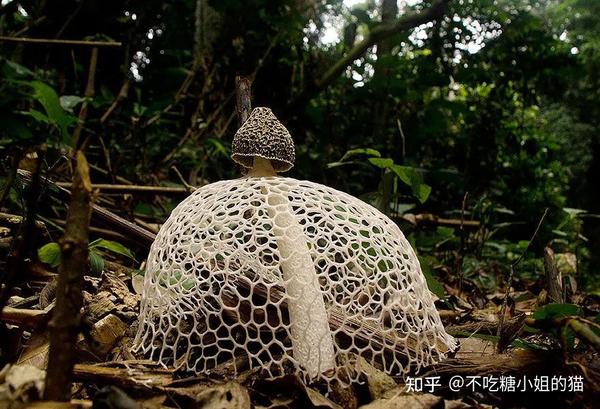 100种千奇百怪的菌类植物,森林中最隆重的色彩! - 知乎