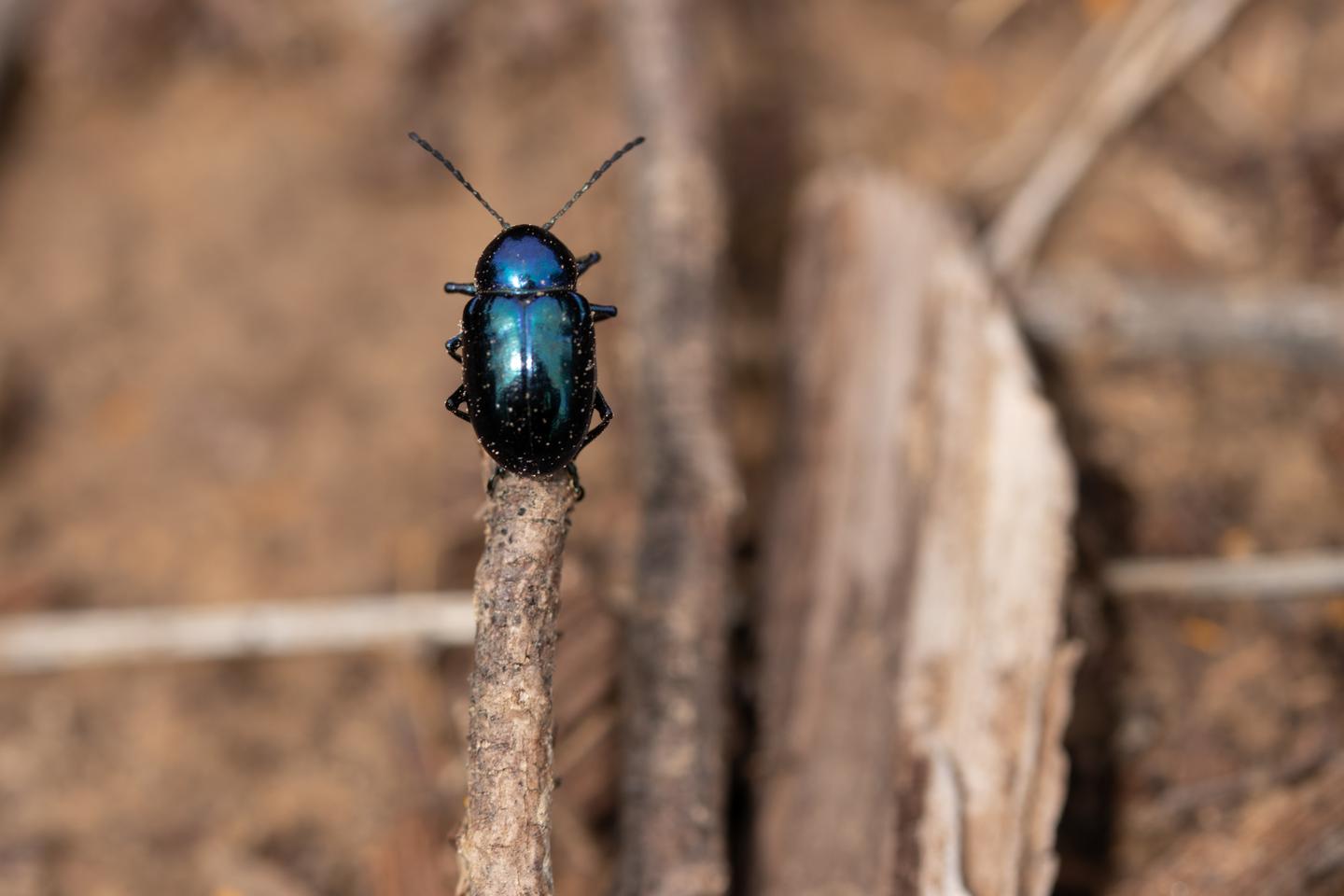 昆虫纲基本介绍 第一期 知乎