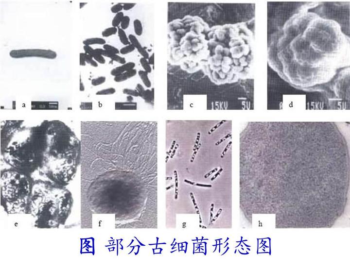 华东师大科研团队首次发现位于原奇古菌门中的一类新型甲烷古菌 - 知乎