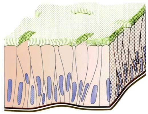 假复层纤毛柱状上皮