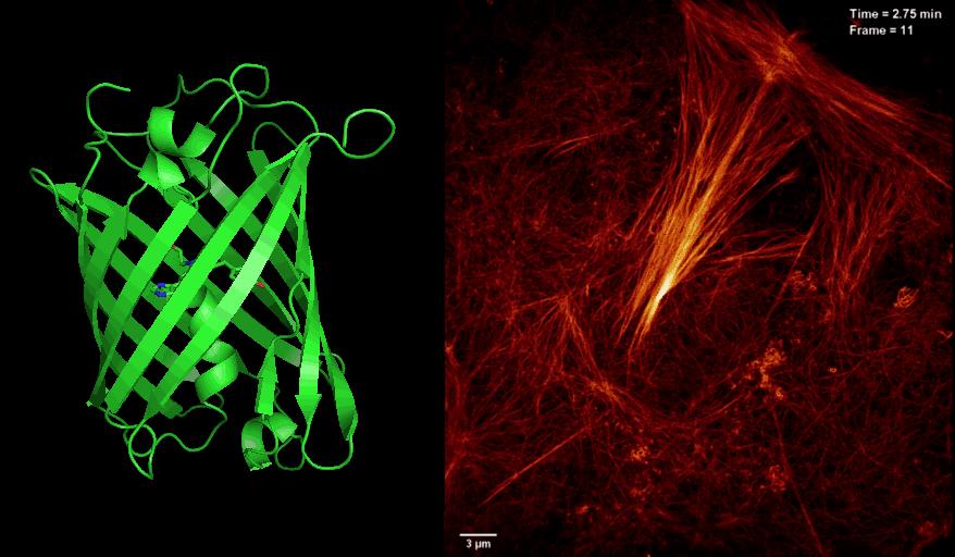 看见细胞的世界——荧光成像技术（2） - 知乎