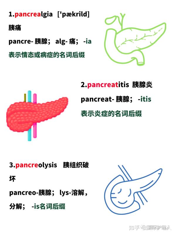 零基础,3分钟掌握与【pancre(o)胰腺】相关的医学英语术语! - 知乎