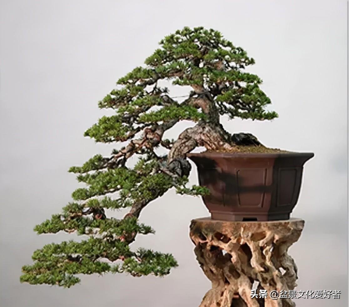飘枝,让盆景自然如画 - 知乎