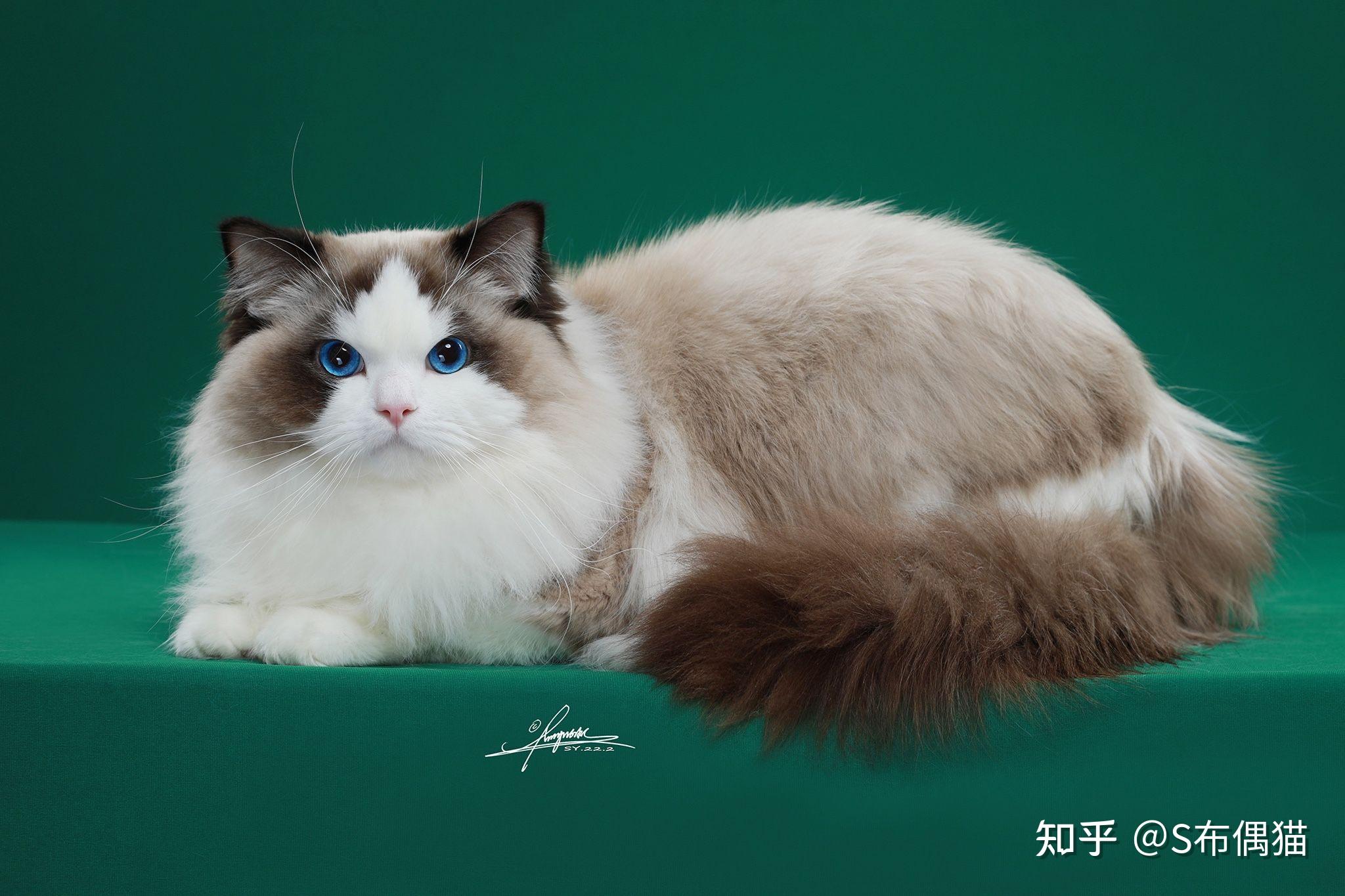 可以让我看看你家超过10斤的布偶猫长啥样行吗?