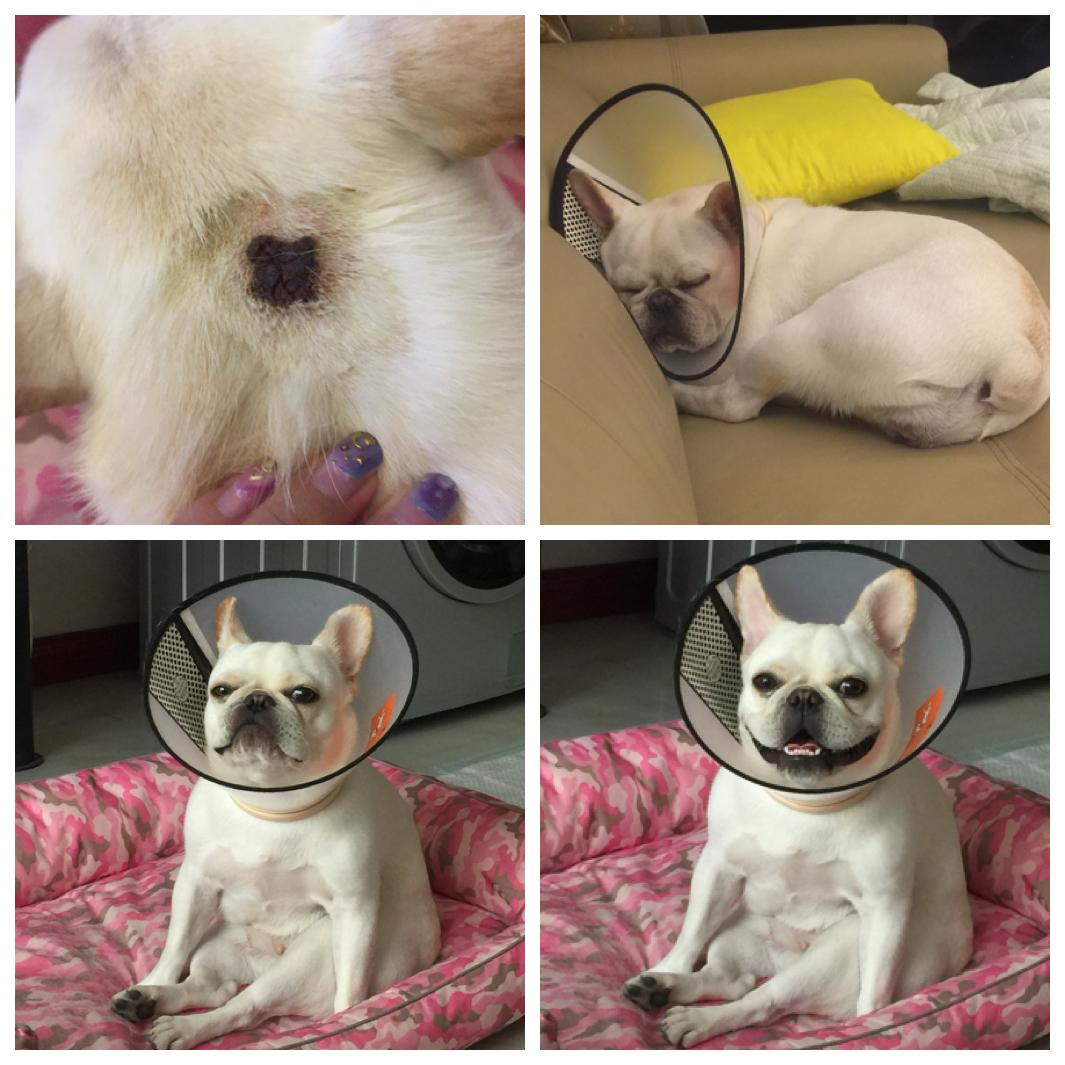 史上最全全身都是皮肤病的法斗治愈经验分享