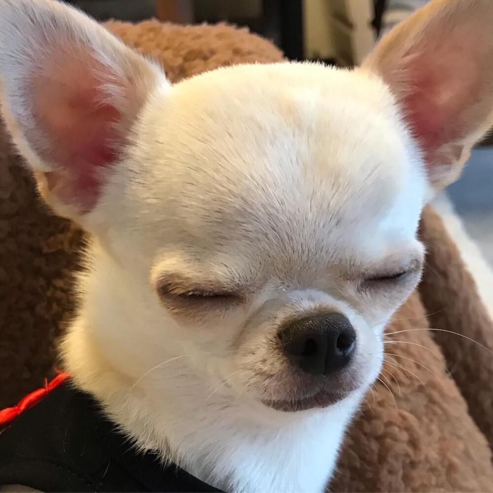 有什么好看的小动物头像? - 知乎