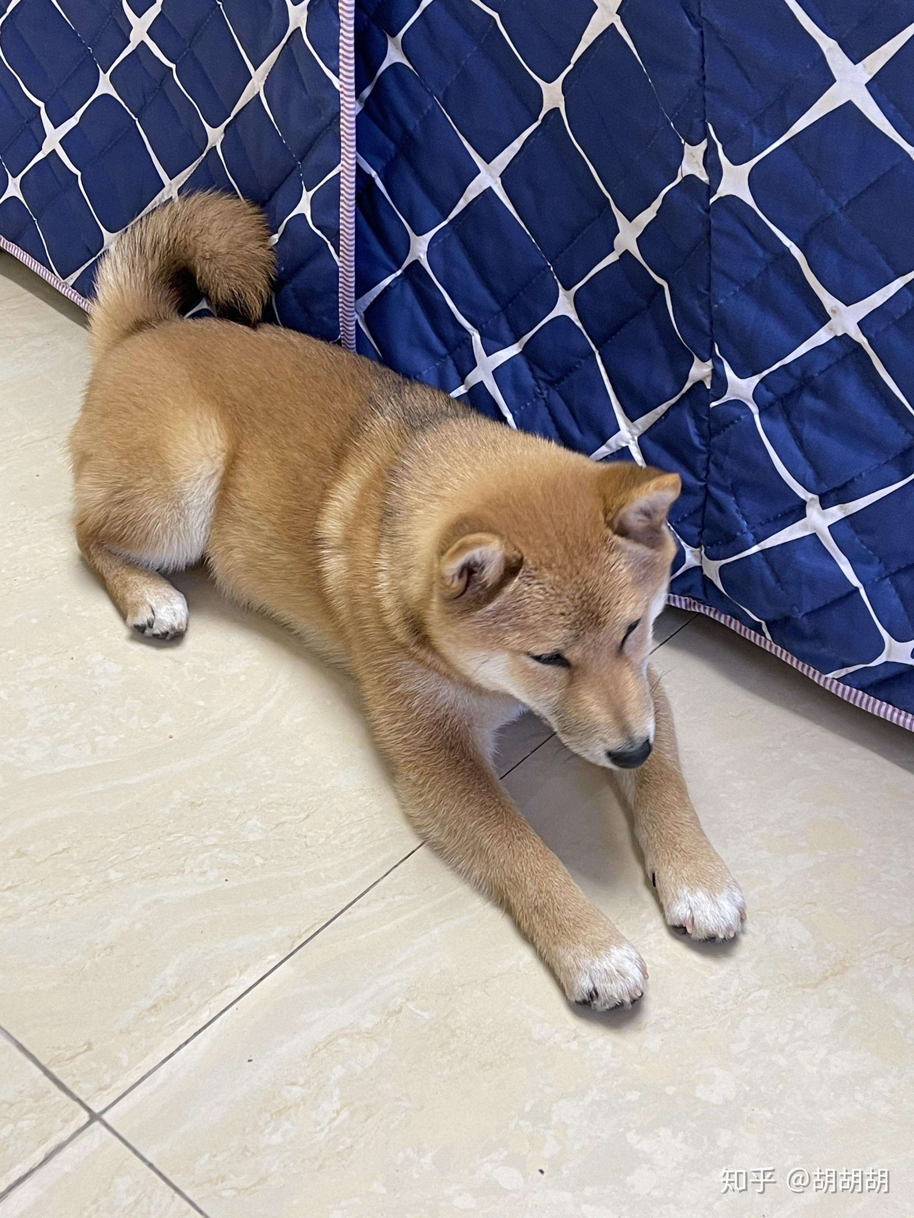 大家的柴犬五个月大的时候有多重? - 知乎