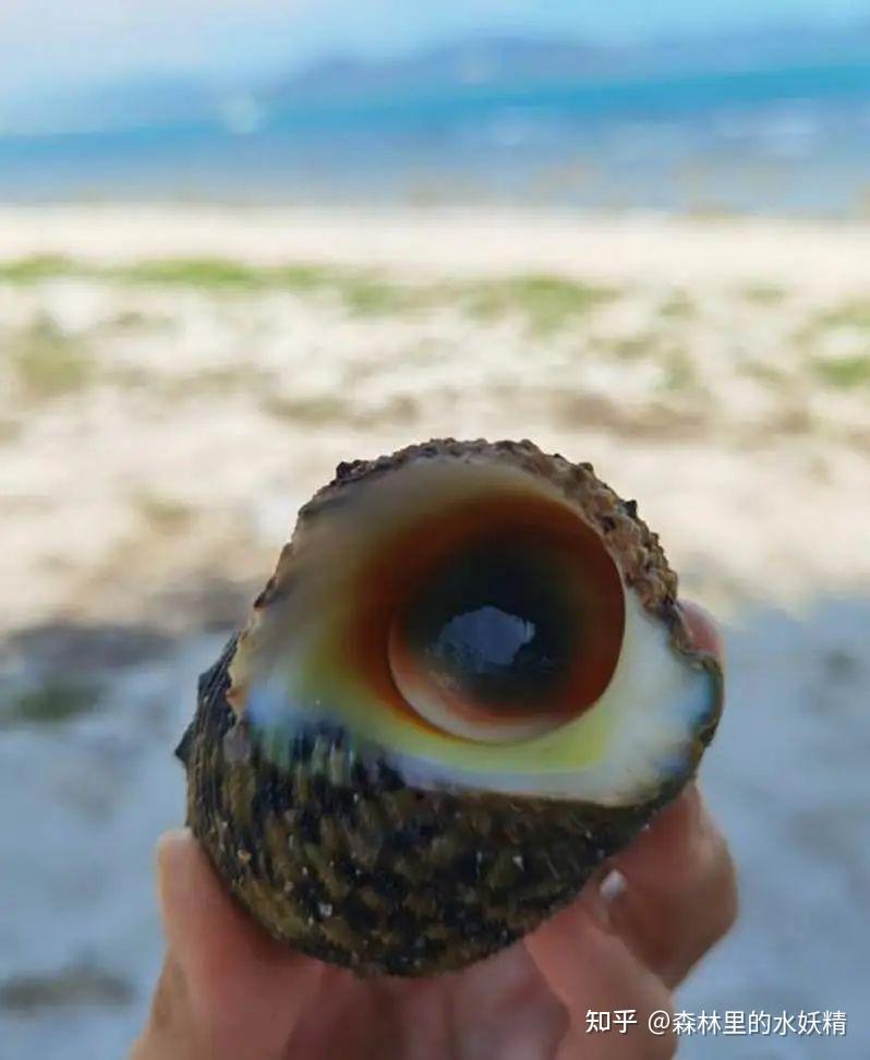 研学海南：吃货视角下不正经的博物学（一）贝类 - 知乎