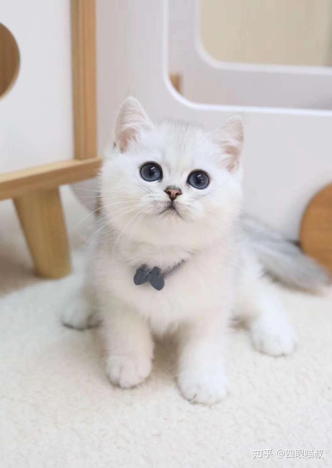 想买只银渐层,只有一千五百多,能买到吗?