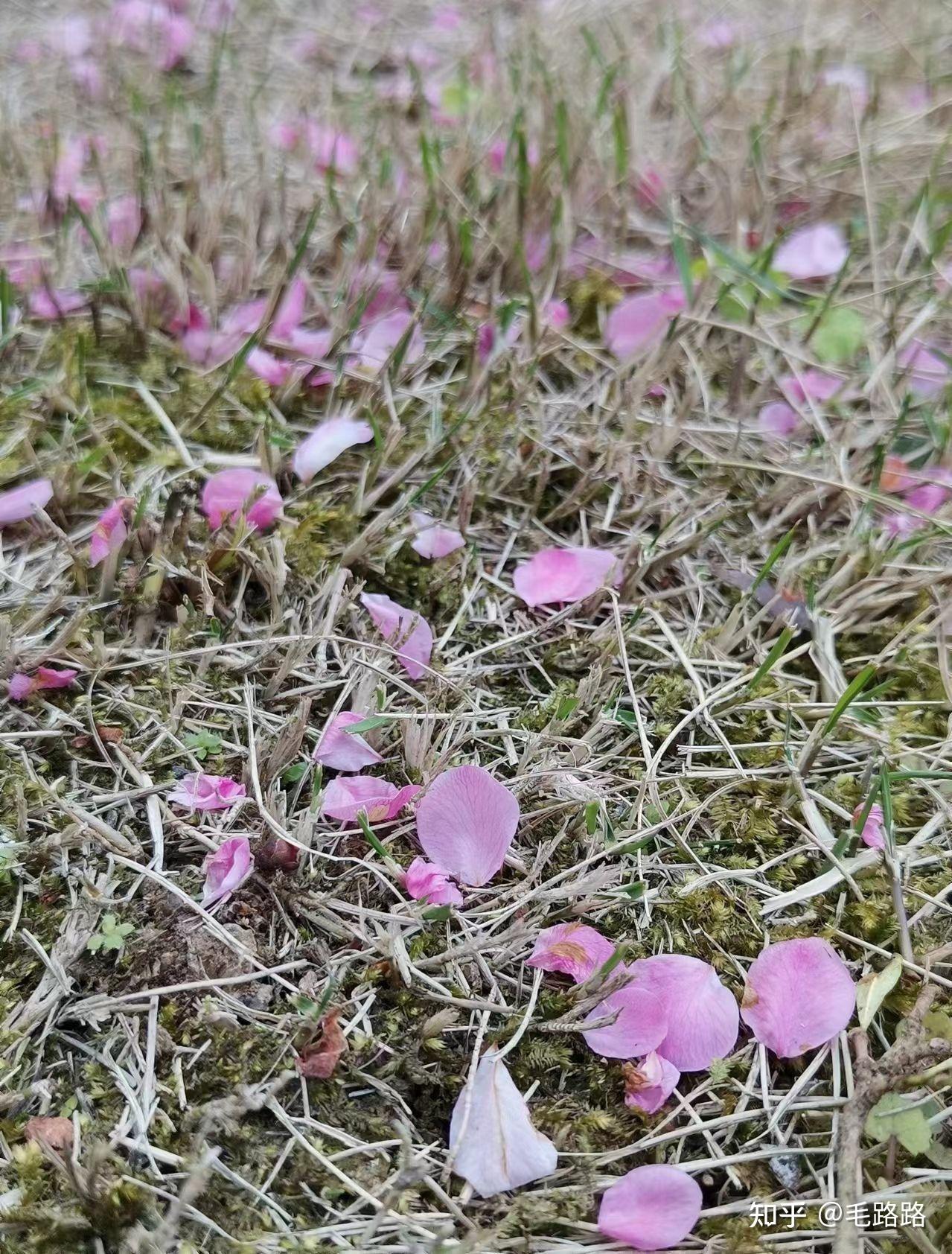 花瓣飘落的图片伤感图片