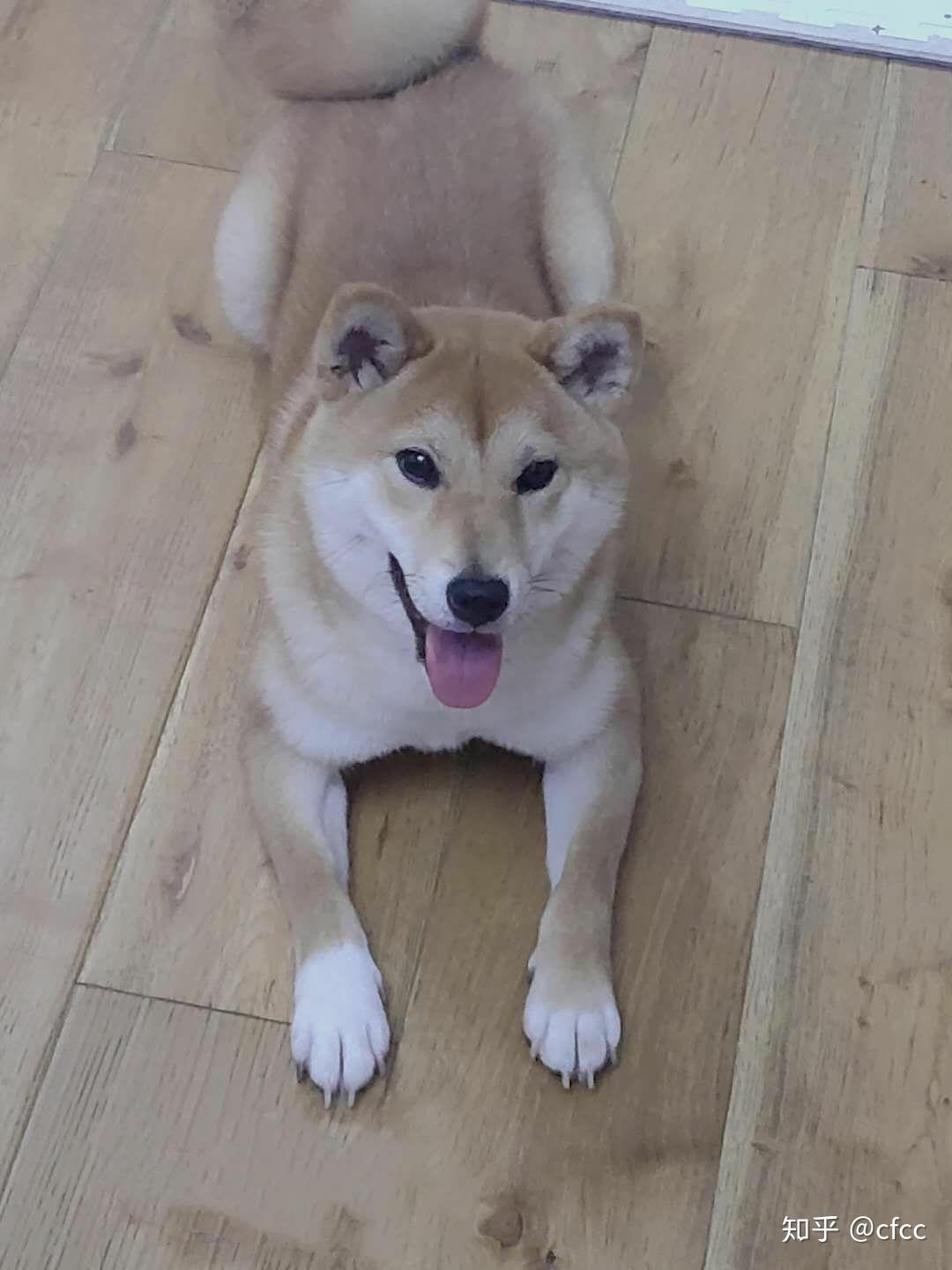 你们柴犬在哪里买的价格多少