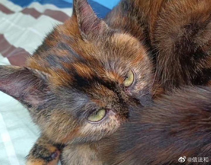 上海品图网络科技有限公司以作品被侵权为名到处威胁敲诈 实则劣迹斑斑 - 知乎