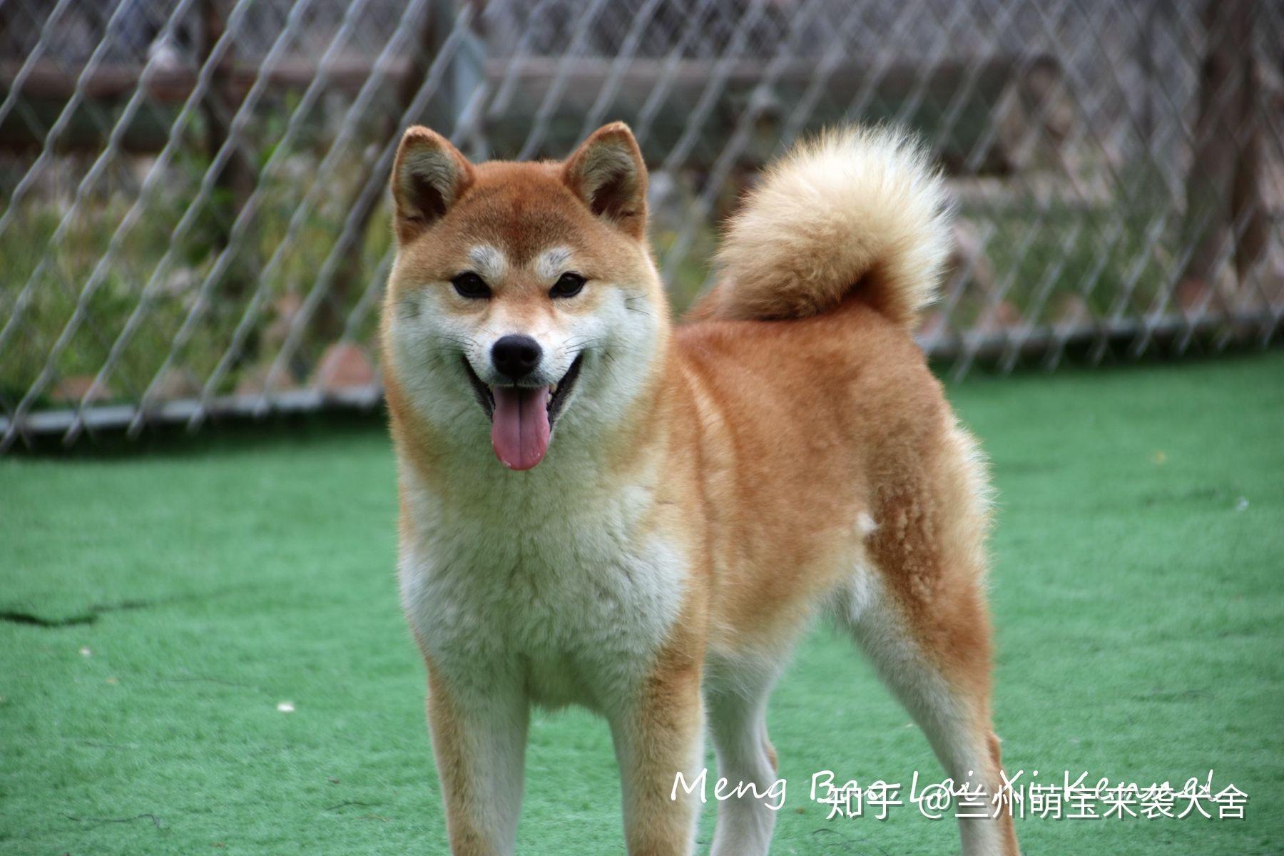 我這個是赤色柴犬嗎怎麼感覺像胡麻色呀