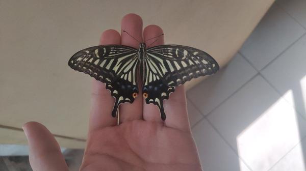 求助 这个是什么蝴蝶 叫什么名字 现在在我家不走了 蝴蝶的别名叫什么名字 二安网