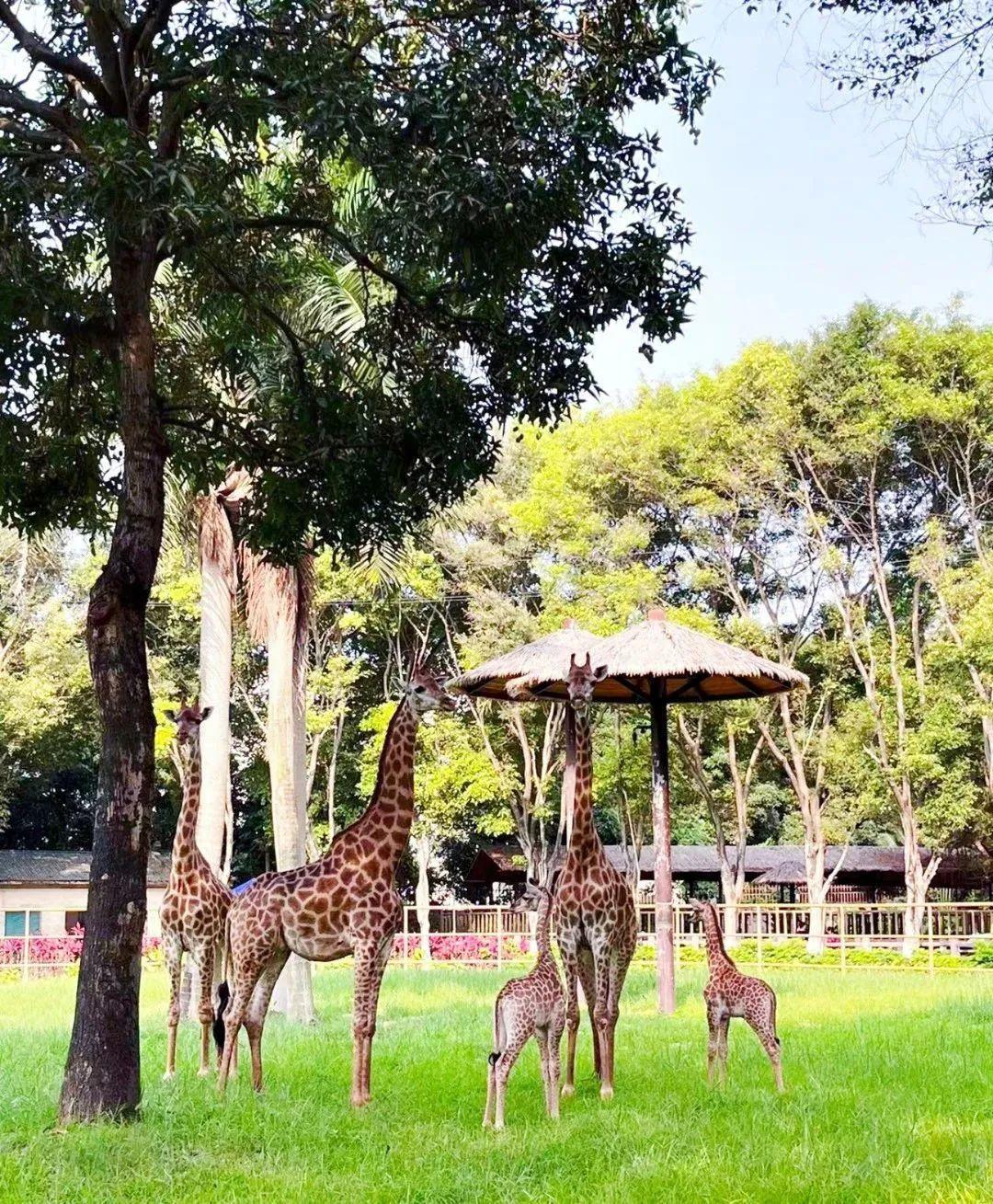 南宁动物园门票儿童免费啦就在这一天一起遛娃吧