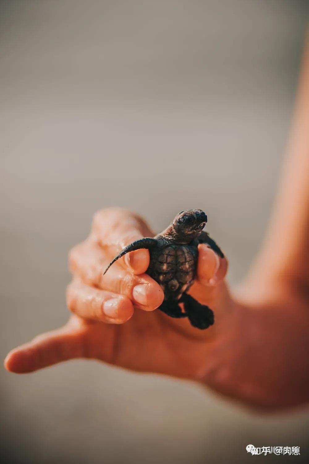 生物学视角 : 训练即本能