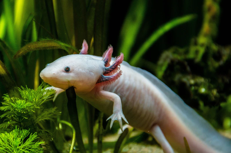 海蛞蝓会切断自己的脑袋,长出新的身体,是怎么做到的?