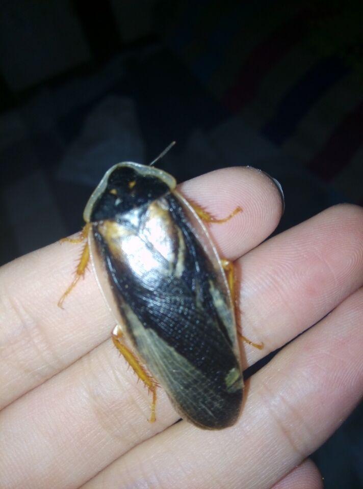 有哪些好看的蟑螂? - 知乎