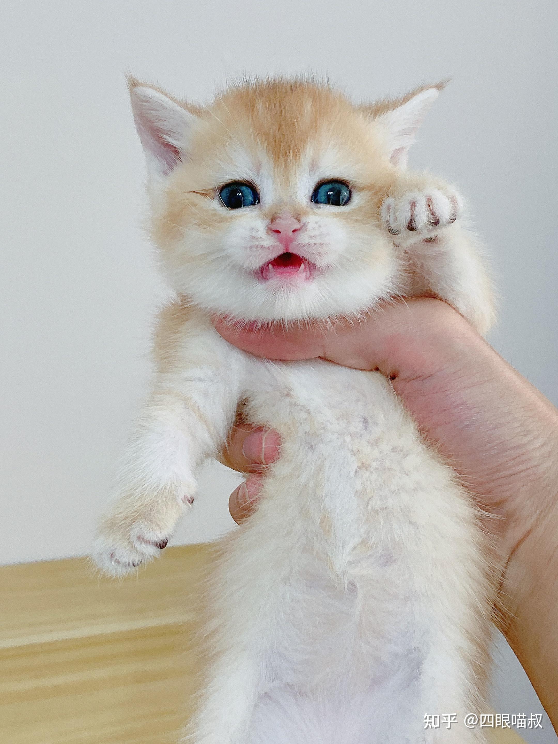 广东地区有自己繁育金渐层的猫舍吗? - 知乎