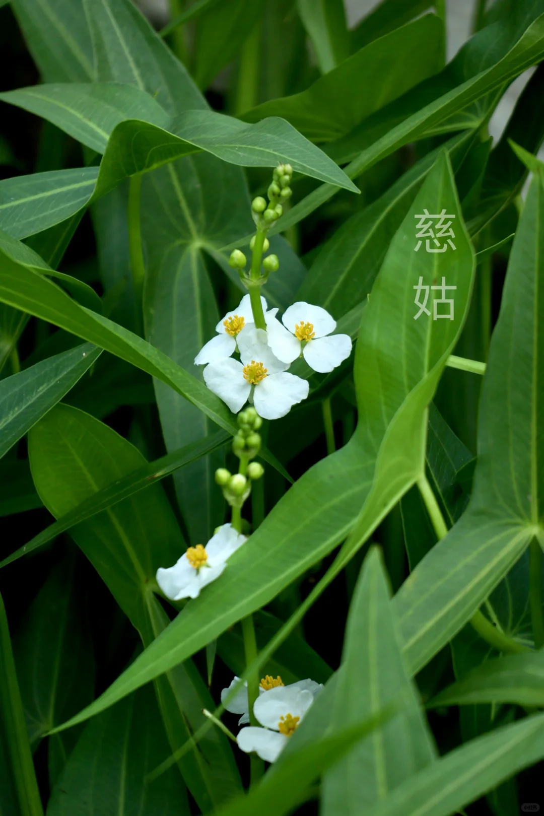 认识慈菇水生草本的风味 - 知乎