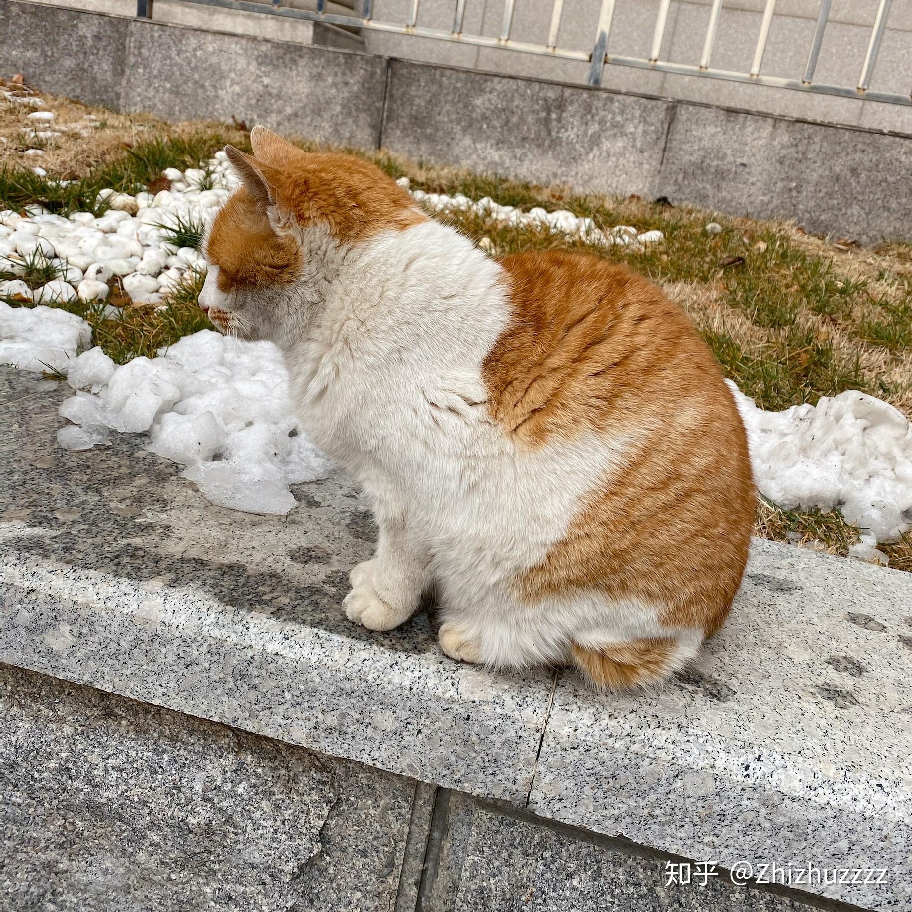 校园里的流浪猫一般都很胖吗? - 知乎
