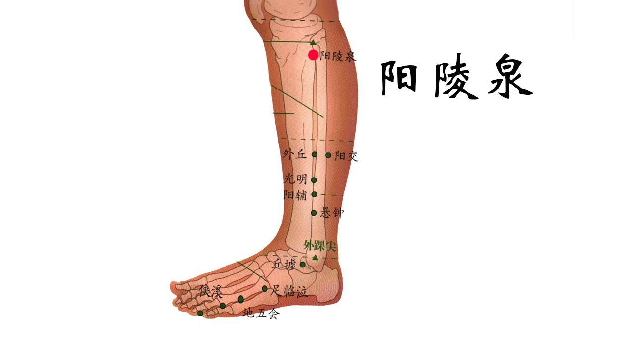 阳陵泉和足三里的距离图片