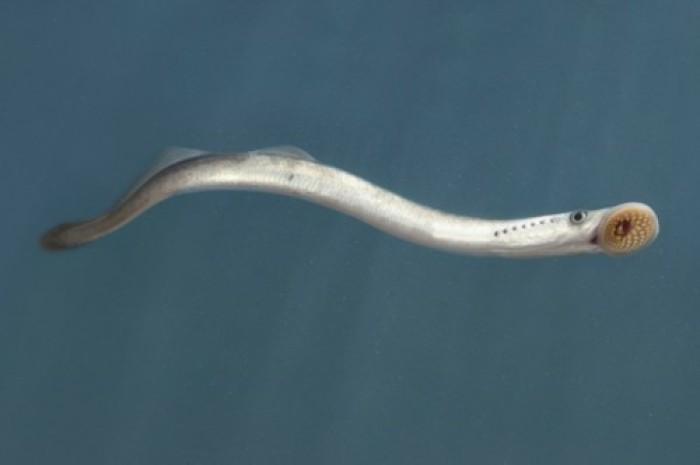 人类有没有可能是被设计出来的? - 知乎