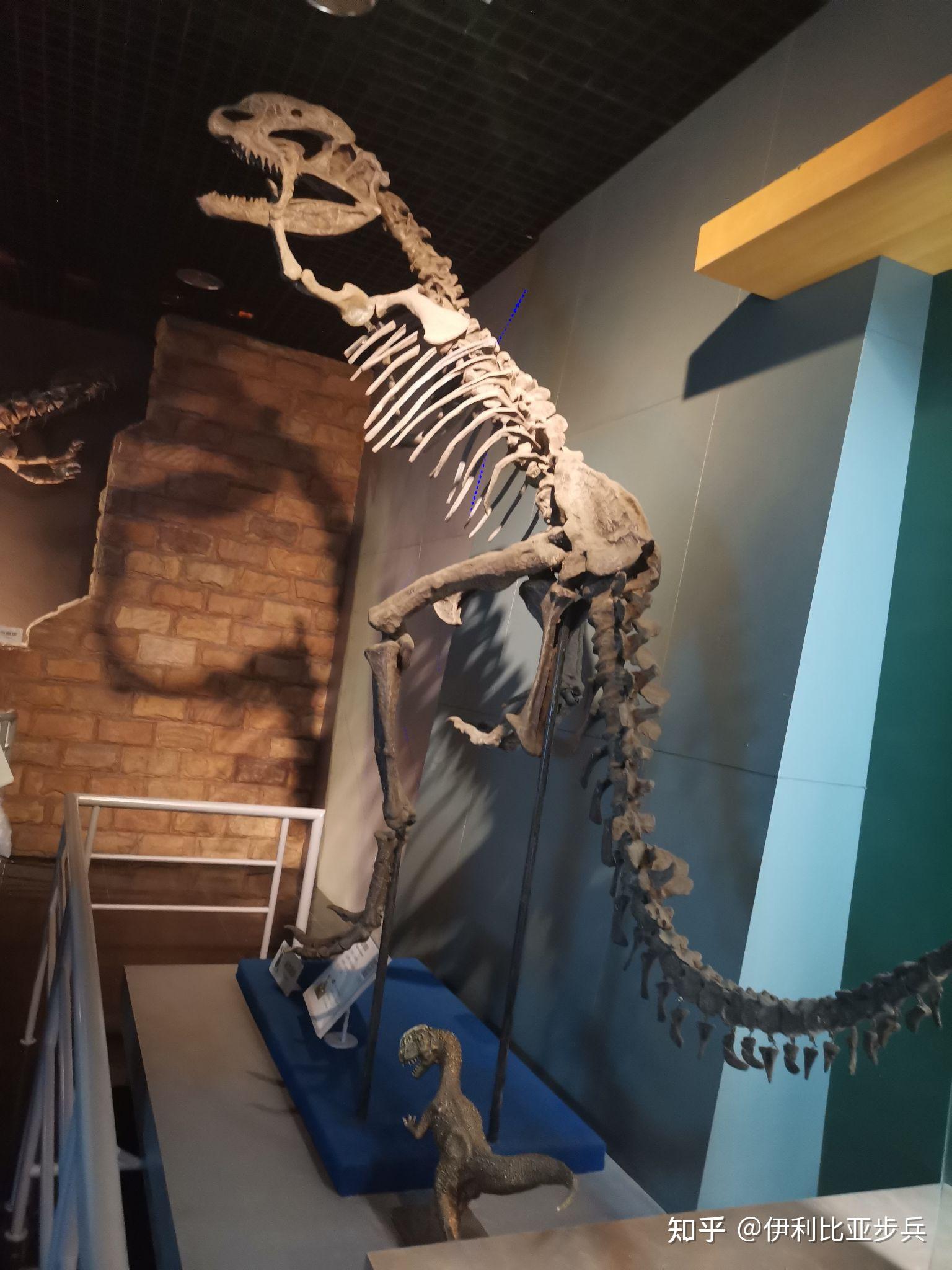 福建上杭首次发现恐龙蛋,已进行抢救性保护,这对于恐龙研究具有怎样的