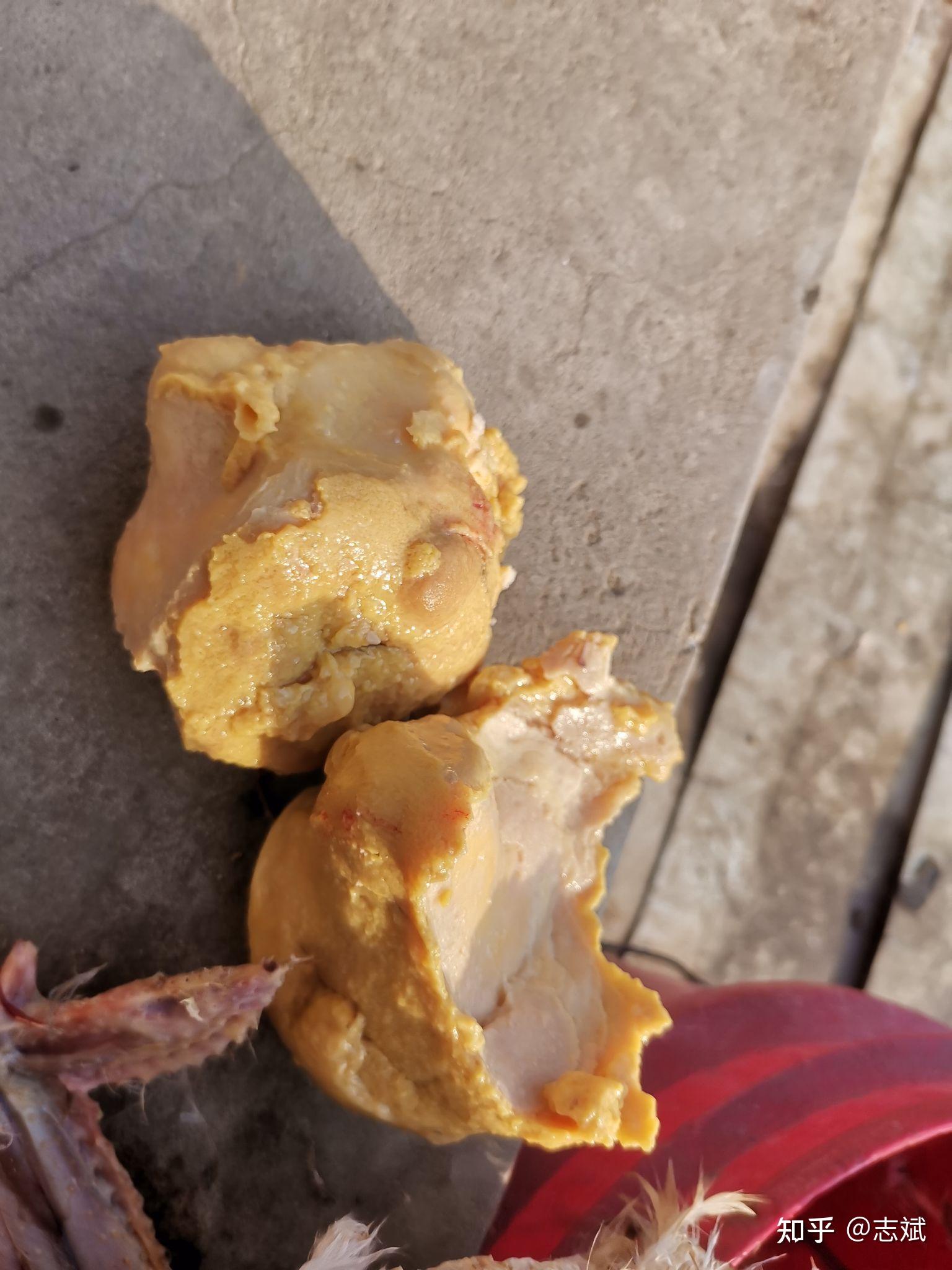 谁知道鸡肚子里的这是什么? (图片有些…慎点)? - 知乎