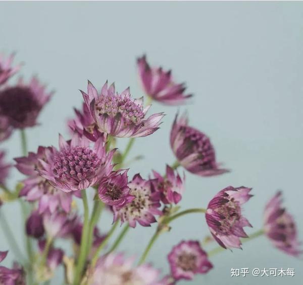 最新 花名称部位 猫食物アレルギー