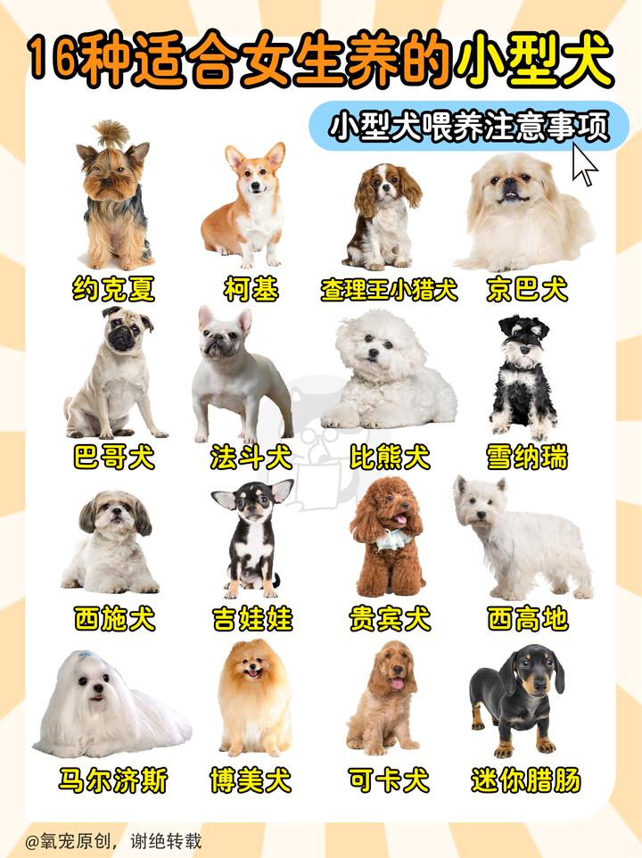 16种小型犬合集|适合新手女生养 - 知乎