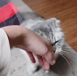 撸猫的正确姿势，猫咪最爽的5个位置和5大绝对禁区！让猫咪欲罢不能的抚摸，撸猫手法七式，了解一下？ - 知乎