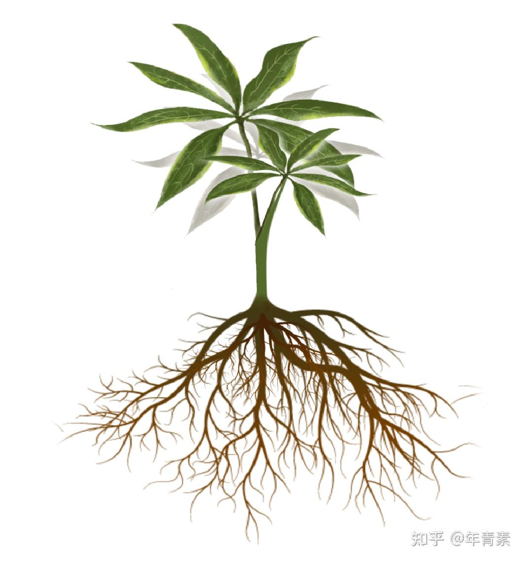 七叶莲,拥有发达的根系,上通天,下通地,藤本植物,擅长钻爬扎根,叶茎